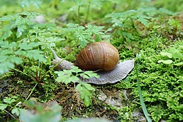 蝸牛,動(dòng)物,殼