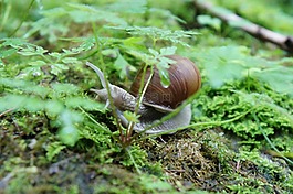 蝸牛,動(dòng)物,殼