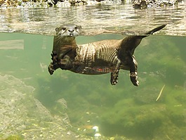 獺,野生動物攝影,可愛