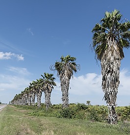 棕櫚樹(shù),行,熱帶