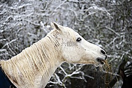 馬,冬天,雪