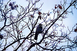 鳥,枝杈,自然