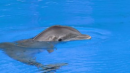 海豚,魚,動(dòng)物