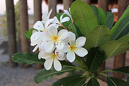 花,白,花瓣