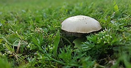 蘑菇,毒菌,真菌