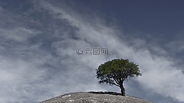 安第斯山脈,樹,阿根廷