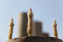 植物,花,鍋