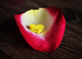 敘利亞,片玫瑰,柔情