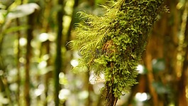 自然,葉,植物區(qū)系