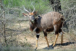 克魯格國家公園,非洲,野生動物