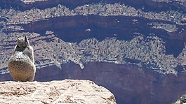 可愛(ài),動(dòng)物,松鼠