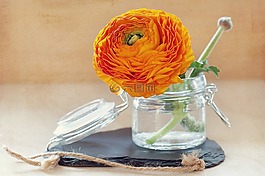 花,春天的花,橙