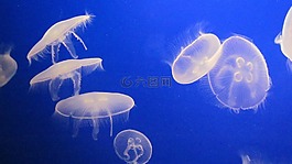 海,果冻,海蜇