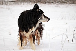 雪,冬天,狗