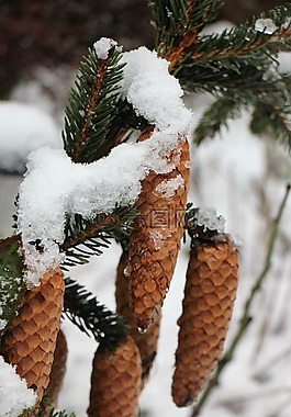 雪,冬天,松球果