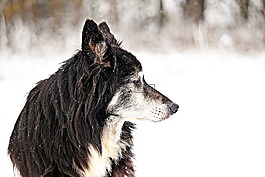 狗,邊框,雪