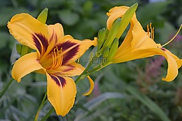 黃花菜,黃色的花,花園