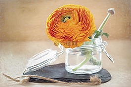 绘图,花,毛茛属植物