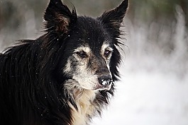 狗,冬天,雪