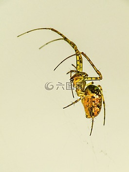 蜘蛛,性質(zhì),關(guān)閉