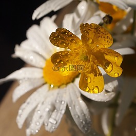 毛茛,margriet,雨