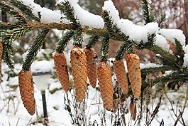雪,冬天,松球果