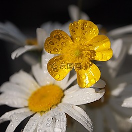毛茛,margriet,滴