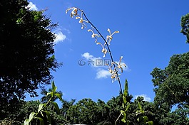 蘭花,自然,花
