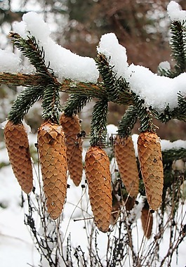 雪,冬天,松球果