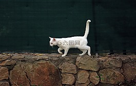 動物,貓,白貓