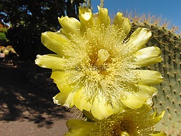 仙人掌,開(kāi)花,仙人掌花