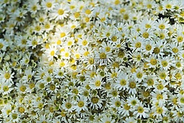 花,白,花瓣