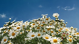 瑪格麗特,leucanthemum 幼苗,花