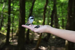 山雀,鳥,手