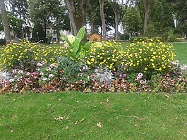 花園,鮮花,和平