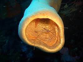 海,蝦,水下