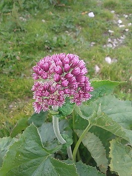 花,性質(zhì),春
