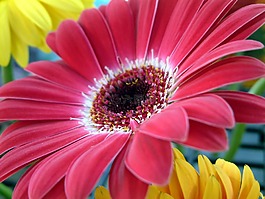 花,光明,紅色