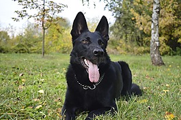 狗,德國牧羊犬,zvierata