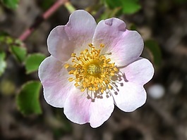 薔薇,野生花卉,野玫瑰