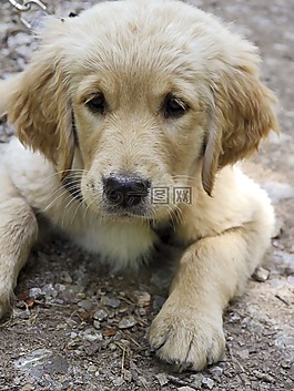 金毛獵犬,小狗,年輕