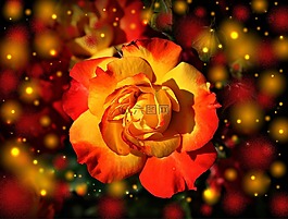 玫瑰,花,開花
