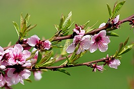 花,pesco,春