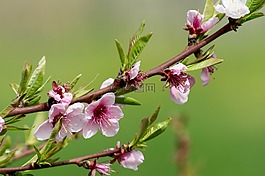花,pesco,鮮花