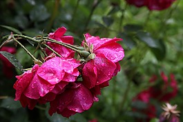 玫瑰,雨,美麗的花朵