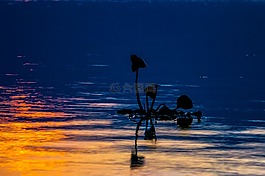 湖,漂浮植物,日落
