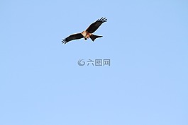 紅色的風箏,猛禽,飛行