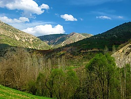 山,樹,云