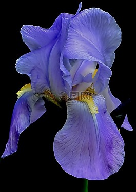 鸢尾花,花,蓝色