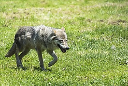 野獸,狼,捕食者